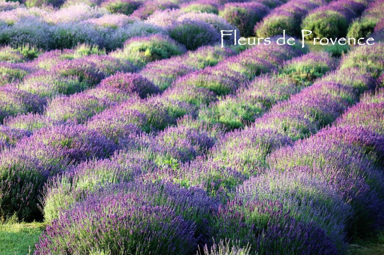 Appartamento Fleurs De Provence LʼIsle-sur-la-Sorgue Esterno foto